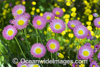 Pink Paper-daisy wildflower (Rhodanthe chlorocephala). Northern Heathland, Western Australia.