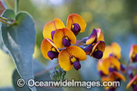 Bookleaf wildflower (Daviesia cordata). Found in south west forests, Western Australia.