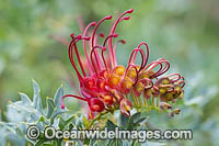 Fuchsia Grevillea wildflower (Grevillea bipinnatifida). Jarrah forest, Western Australia.