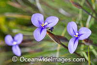 Woolly Patersonia wildflower (Patersonia lanata). South-west region, Western Australia.