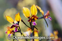Donkey Orchid wildflower (Diuris corymbosa). Western Australia.