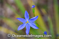 Morning Iris wildflower (Orthrosanthus laxus). Western Australia.
