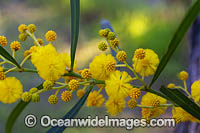 Goldern Wattle wildflower (Acacia pycnantha). Found in forest understory throughout Australia.