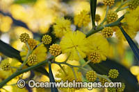 Goldern Wattle wildflower (Acacia pycnantha). Found in forest understory throughout Australia.