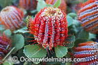 Scarlet Banksia wildflower (Banksia coccinea). South west coast, Western Australia.