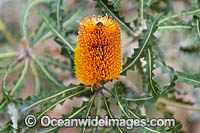 Audax Banksia wildflower (Banksia audax). Southern Heathlands and Mallee, Western Australia.