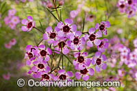 Geraldton Wax wildflower (Chamelaucium uncinatum). Northern Heathland, Western Australia.