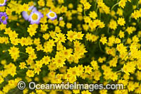 Showy Everlasting wildflower (Schoenia filifolia subsp. subulifolia). Northern Heathland, Western Australia.