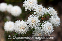 Pimelea wildflower (Pimelea ciliata ssp. ciliata). Foxes Lair Nature Reserve, Narrogin, Western Australia.