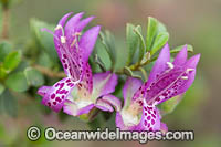 Purple Eremophila wildflower (Eremophila purpurascens). Found on rocky hills near Norseman, Western Australia. Endemic.