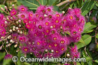 Flowering Gum (Eucalypt sp.). New South Wales, Eastern Australia.