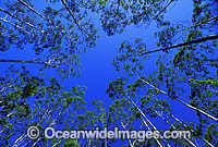Flooded Gum Eucalypt forest. Eastern Australia