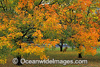 Autumn colours on a Pistacia chinensis trees - a member of the cashew family. Armidale, New South Wales, Australia