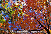Autumn colours of a Pistacia chinensis trees - a member of the cashew family. Armidale, New South Wales, Australia