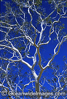 Ghost gum. MacDonnell Ranges, Northern Territory, Central Australia.