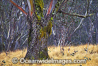 Moss covered Eucalypt Gum tree and snow grass. New England World Heritage National Park, New South Wales, Australia