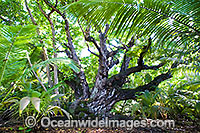 Ballnut Tree (Calophyllum Inophyllum). Native from East Africa, southern India to Malaysia and Australia. This image was taken at Cocos (Keeling) Islands, Indian Ocean, Australia