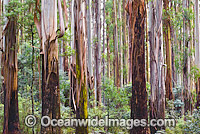 Mountain Ash (Eucalyptus regnans), temperate rainforest. Also known as Victorian Ash, Swamp Gum, Tasmanian Oak and Stringy Gum. Photo taken at Dandenong Rangers National Park, Victoria, Australia.