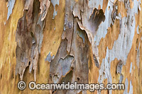 Gum Tree (Eucalyptus sp.) bark, showing spectacular design in nature. Photo taken in Coffs Harbour, New South Wales, Australia.