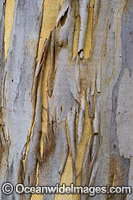 Gum Tree (Eucalyptus sp.) bark, showing spectacular design in nature. Photo taken in Coffs Harbour, New South Wales, Australia.