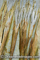 Scribbly Gum (Eucalyptus haemastoma), showing spectacular design in nature. Photo taken in Coffs Harbour, New South Wales, Australia.