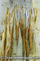 Scribbly Gum (Eucalyptus haemastoma), showing spectacular design in nature. Photo taken in Coffs Harbour, New South Wales, Australia.