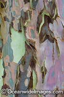 Spotted Gum (Corymbia maculata) bark, showing spectacular design in nature. Photo was taken in Spotted Guim Forest, Bermagui, New South Wales, Australia.