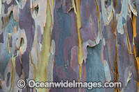 Spotted Gum (Corymbia maculata) bark, showing spectacular design in nature. Photo was taken in Spotted Guim Forest, Bermagui, New South Wales, Australia.
