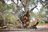 Giant Silverton River Red Gum (Camaldulensis var obtusa), living on on a dry sandy creek bed near Silverton, outback New South Wales, australia