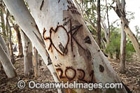 Vandalized Eucalypt trees on the banks of the Darling River, near Menindee, outback New South Wales, Australia