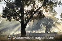 Penetrating sun rays in a stand of Eucalypt trees. New England Tablelands, New South Wales, Australia