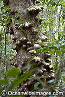 Un-identified rainforest tree with lumps and bumps on the trunk of the tree. Photographed in rainforest on the Atherton Tablelands, north Queensland, Australia
