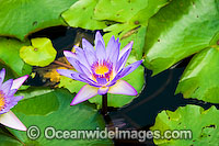 Water lily, or Waterlily (Nymphaea sp.) A common water plant that can be seen in ponds and water ways throughtout tropical Australia. Despite their name, water-lilies are not related to the true lilies (Family Liliaceae).