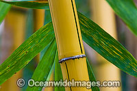 Tropical Garden Bamboo. Used in gardens throughout tropical Australia