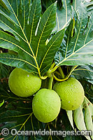 Breadfruit (Artocarpus altilis) - cultivated on the Cocos (Keeling) Islands. Breadfruit is a species of flowering tree that is native to the Malay Peninsula and western Pacific Islands. It is a member of the mulberry family, Moraceaeis.