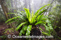 Bird's-nest Fern in rainforest draped in mist, at Dorrigo National Park, part of the Gondwana Rainforests of Australia World Heritage Area. Dorrigo, NSW, Australia. Inscribed on the World Heritage List in recognition of its outstanding universal value.