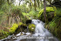 Rainforest stream in Gondwana Rainforest, New England National Park, New South Wales, Australia. Inscribed on the World Heritage List in recognition of its outstanding universal value.
