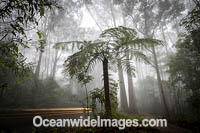 Rainforest cloaked in mist. Bruxner Park Flora Reserve. Coffs Harbour, New South Wales, Australia.