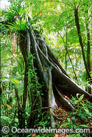 Sub-tropical rainforest Strangler Fig (Ficus watkinsiana). Lamington World Heritage National Park, Queensland, Australia