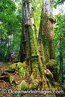 Sub-tropical rainforest giant Brushbox Tree (Lophostemon confertus). Lamington World Heritage National Park, Queensland, Australia