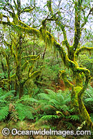 Hanging moss-covered trees in temperate rainforest. New England World Heritage National Park, New South Wales, Australia