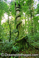Sub-tropical rainforest Buttress tree entangled in rainforest vine. Lamington World Heritage National Park, Queensland, Australia