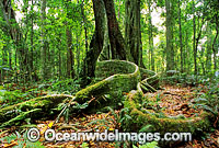 Sub-tropical rainforest Buttress tree. Lamington World Heritage National Park, Queensland, Australia