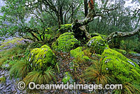 Temperate rainforest banksia tree forest, snow grass and moss covered rocks. New England World Heritage National Park, New South Wales, Australia