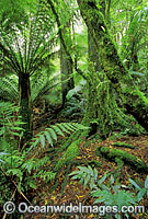 Temperate rainforest. Mount Dandenong National Park, Victoria, Australia