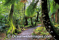 Track through temperate tree-fern rainforest. Mount Field National Park, Tasmania, Australia