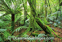 Temperate rainforest. Mount Dandenong National Park, Victoria, Australia