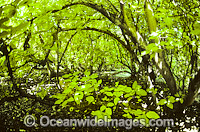 Tropical pisonia tree rainforest. Heron Island, Great Barrier Reef, Queensland, Australia