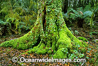 Moss covered Antarctic Beech Tree (Nothofagus moorei) in temperate rainforest. New England World Heritage National Park, New South Wales, Australia