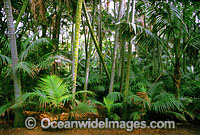 Kentia Palm (Howea forsterana) forest. Lord Howe Island, World Heritage National Park, New South Wales, Australia.